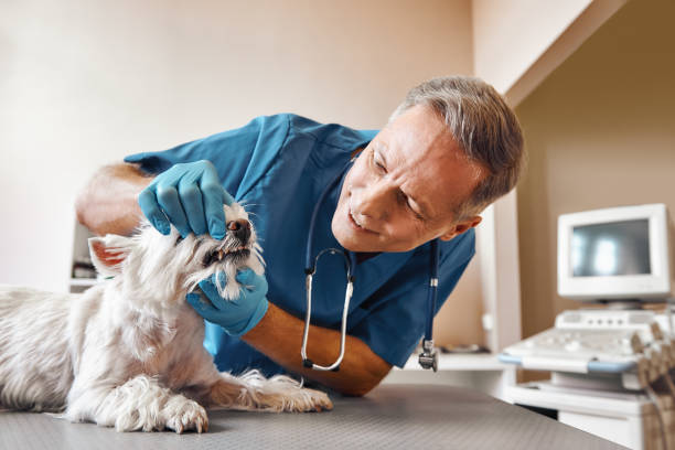 Best Emergency Root Canal Therapy in Mapleton, IA